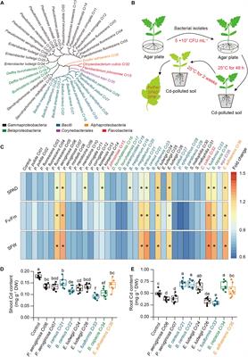 Acetic Acid-Producing Endophyte Lysinibacillus fusiformis Orchestrates Jasmonic Acid Signaling and Contributes to Repression of Cadmium Uptake in Tomato Plants